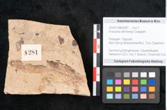 Foto (Objekt + Etikett) von Araucaria sternbergii Goeppert (NHMW-GEO-2024-0188-8281)